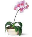 Phalaenopsis Orchid